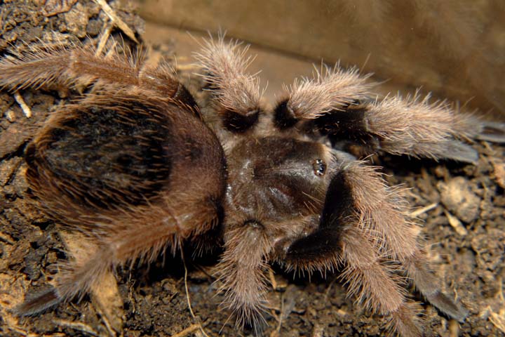 Brachypelma klaasi