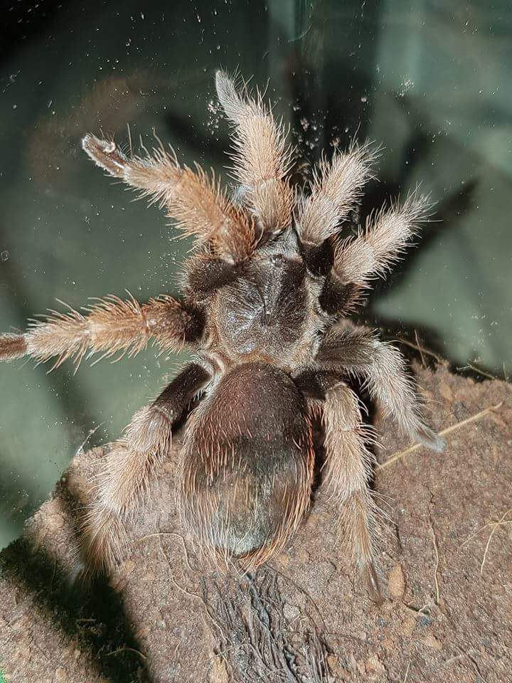 Brachypelma Klaasi | Arachnoboards