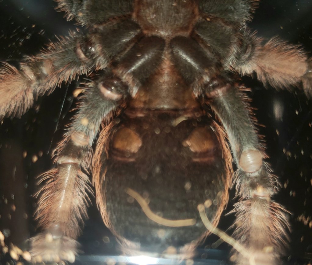 Brachypelma klaasi