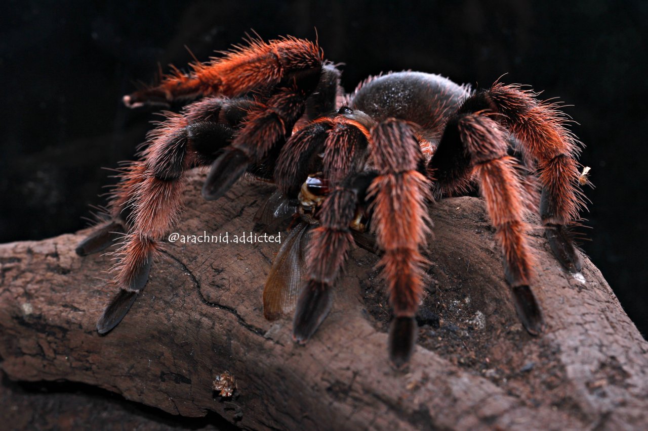 Brachypelma klaasi.