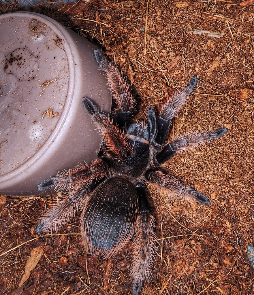 Brachypelma klaasi