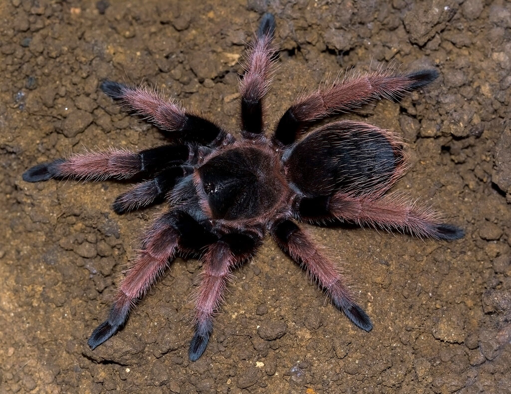 Brachypelma klaasi