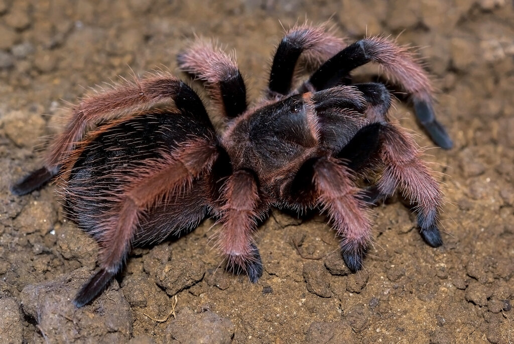 Brachypelma klaasi | Arachnoboards