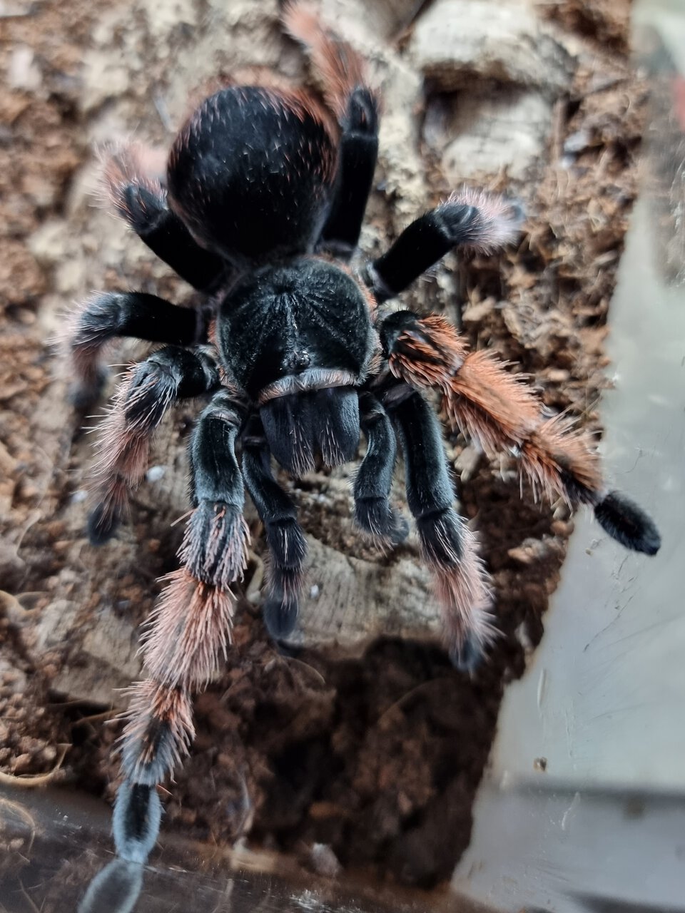 Brachypelma klaasi