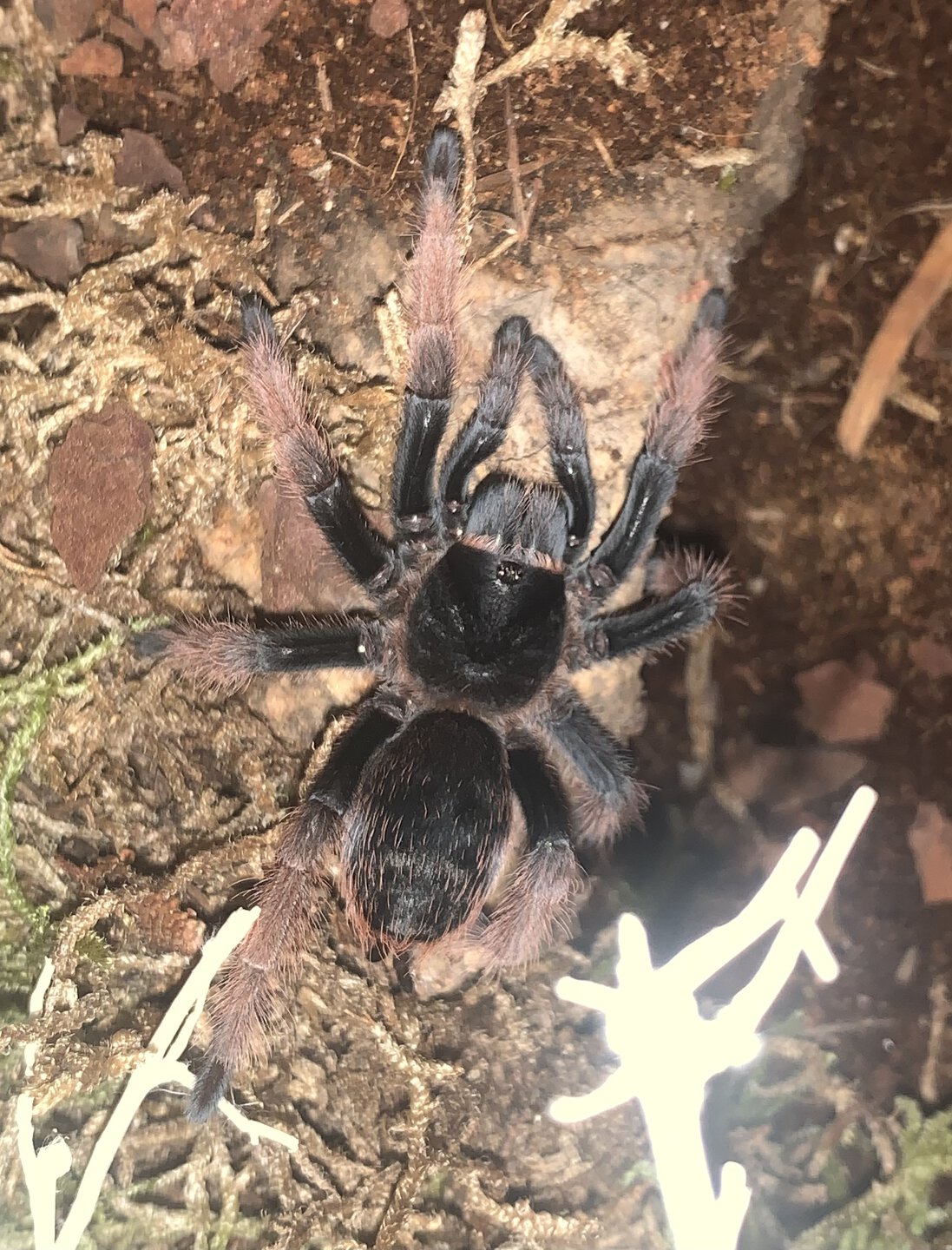 Brachypelma klaasi