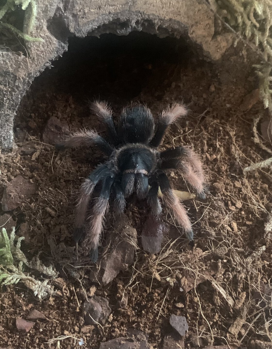 Brachypelma klaasi