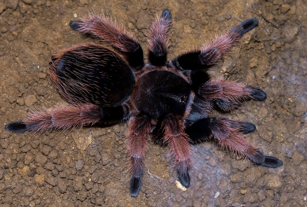 Brachypelma klaasi