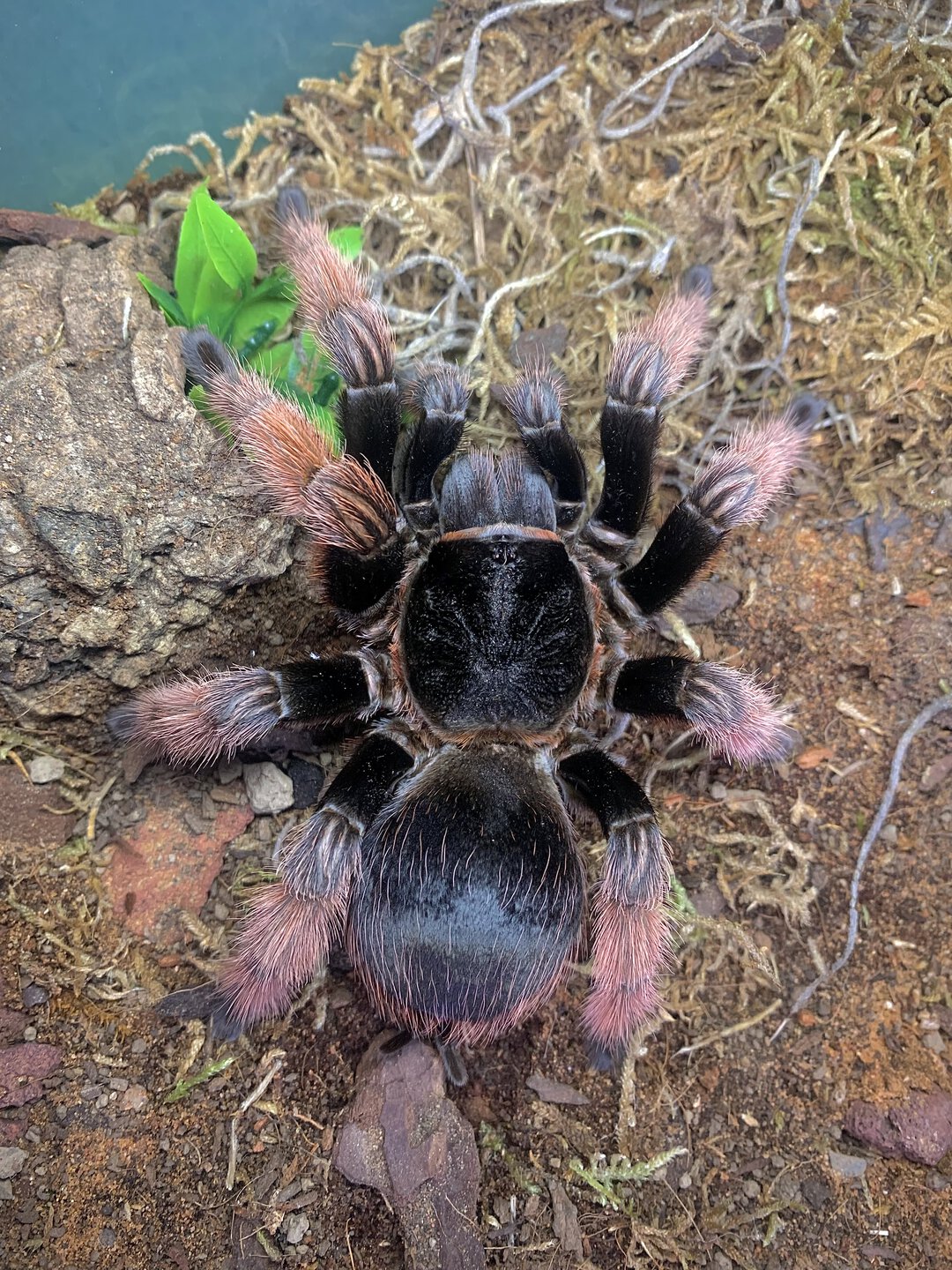 Brachypelma klaasi