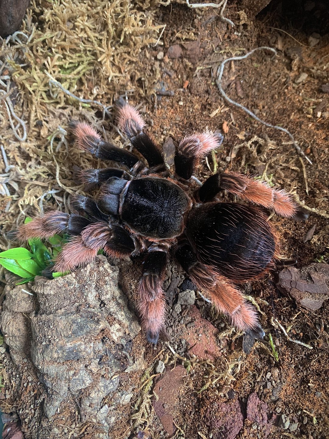 Brachypelma klaasi