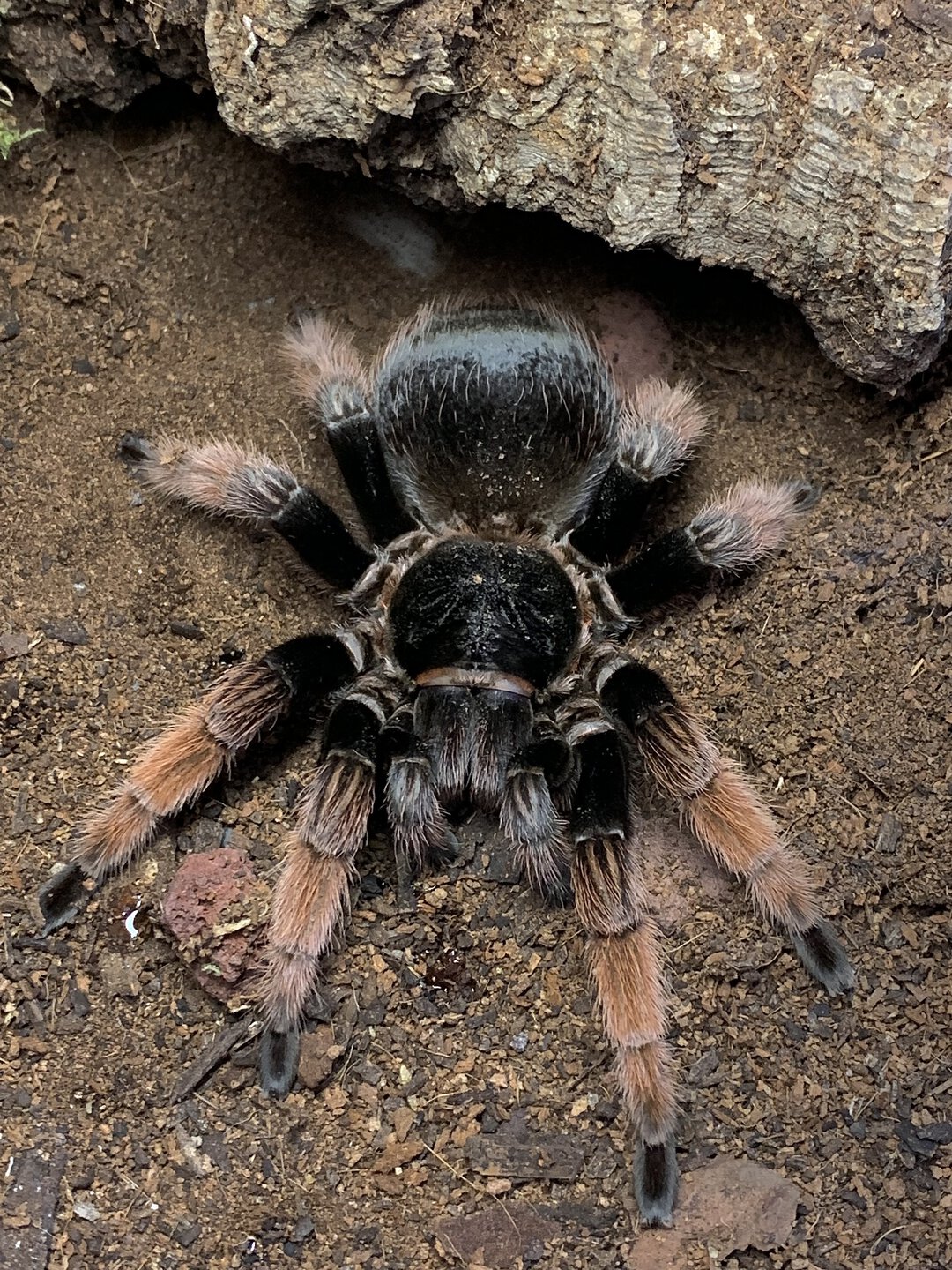 Brachypelma klaasi