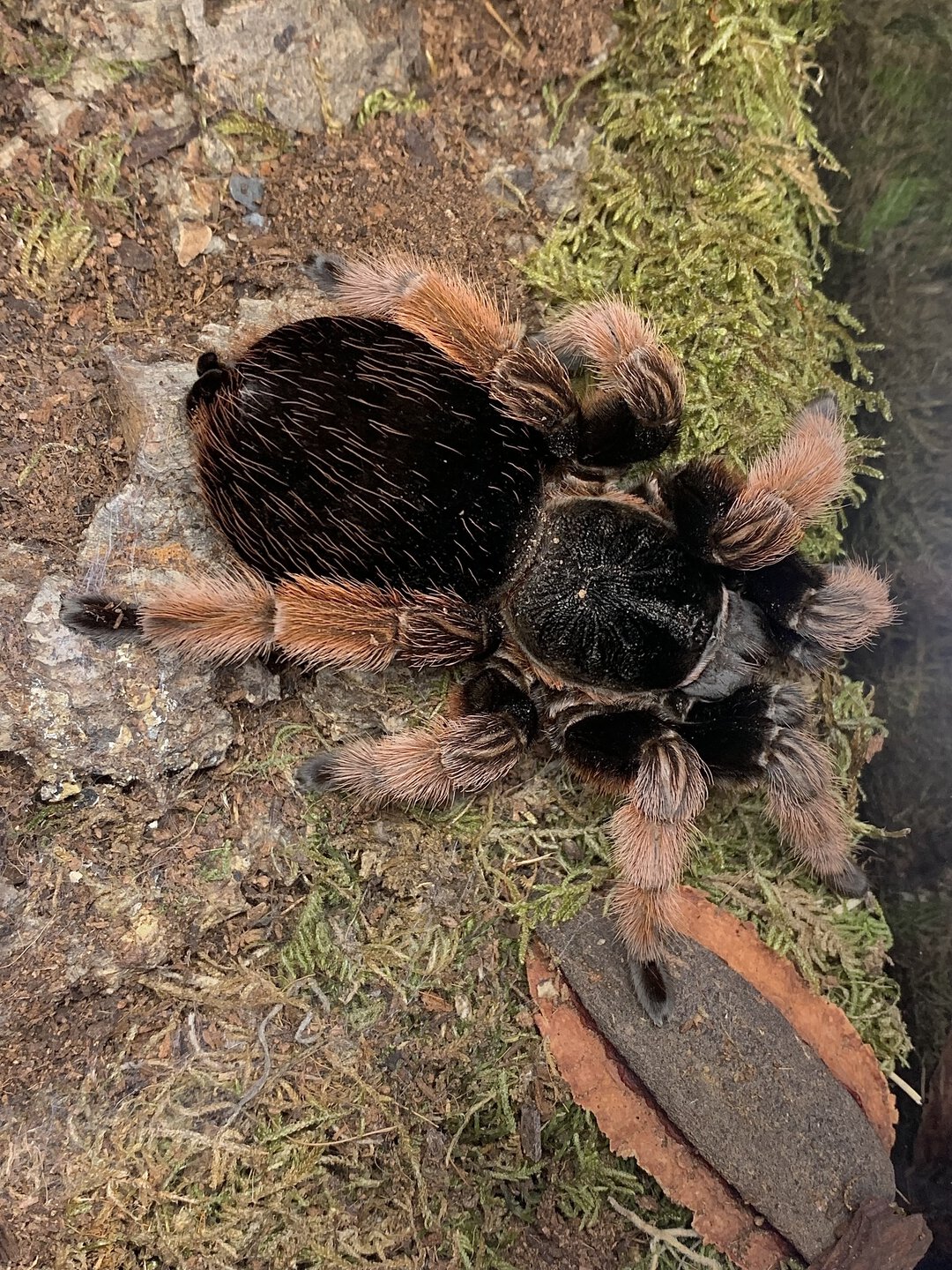 Brachypelma klaasi