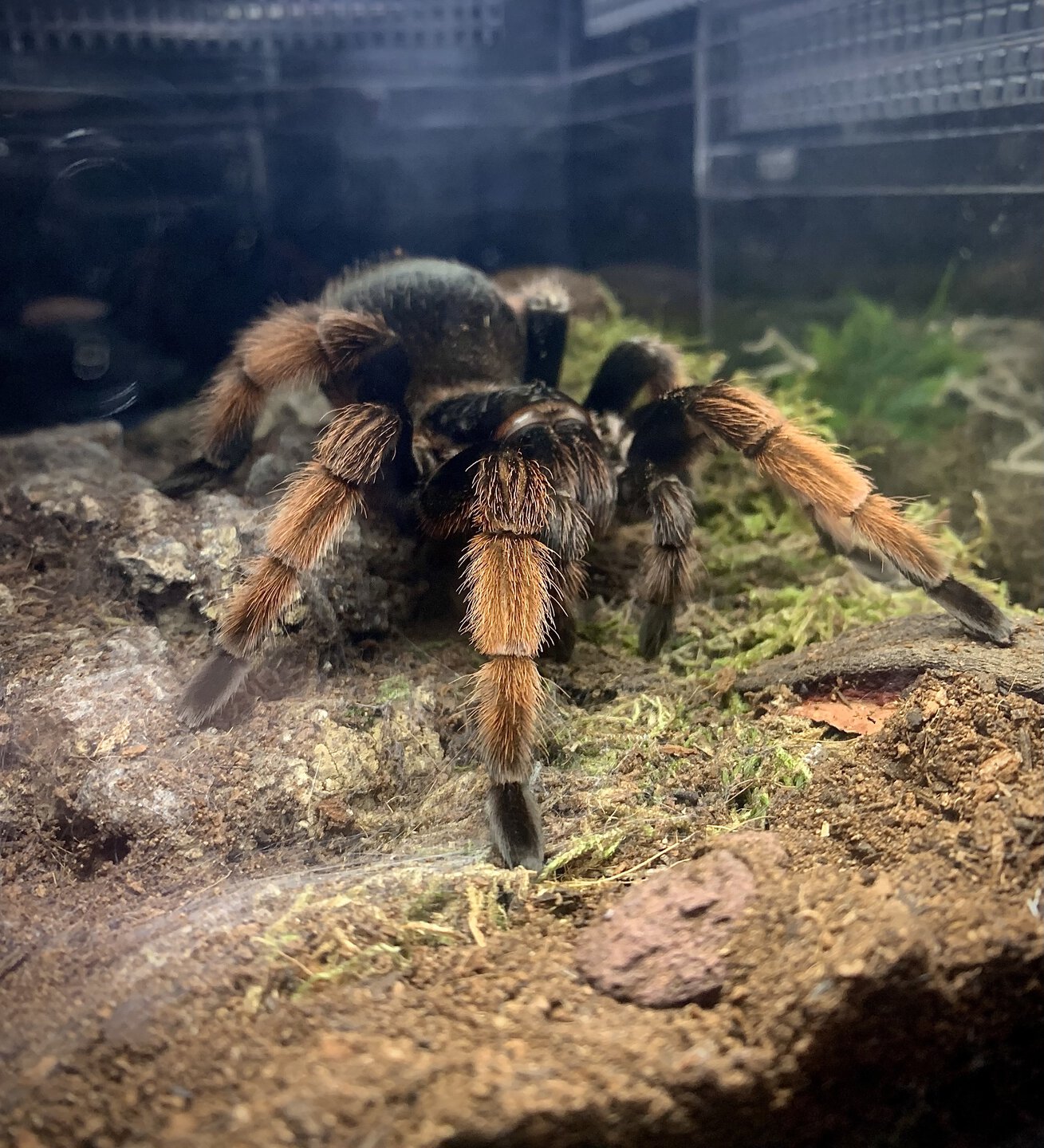 Brachypelma klaasi