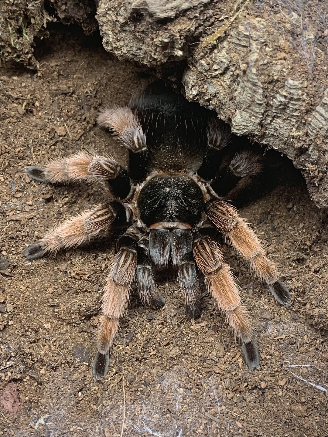 Brachypelma klaasi