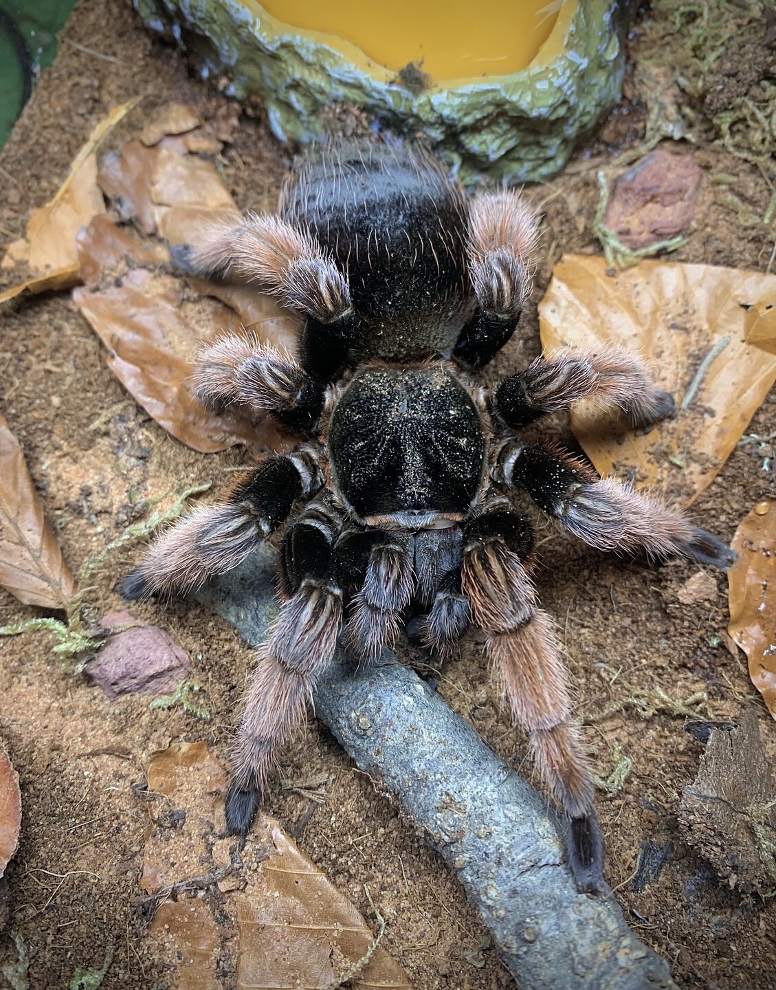 Brachypelma klaasi