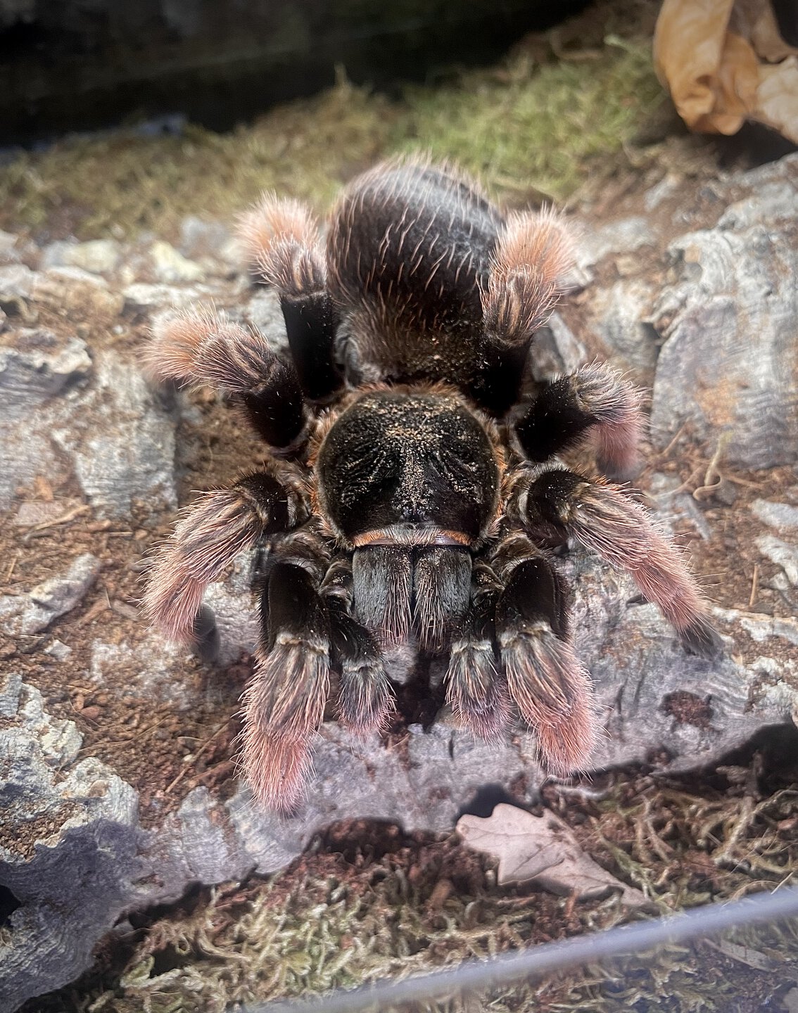 Brachypelma klaasi