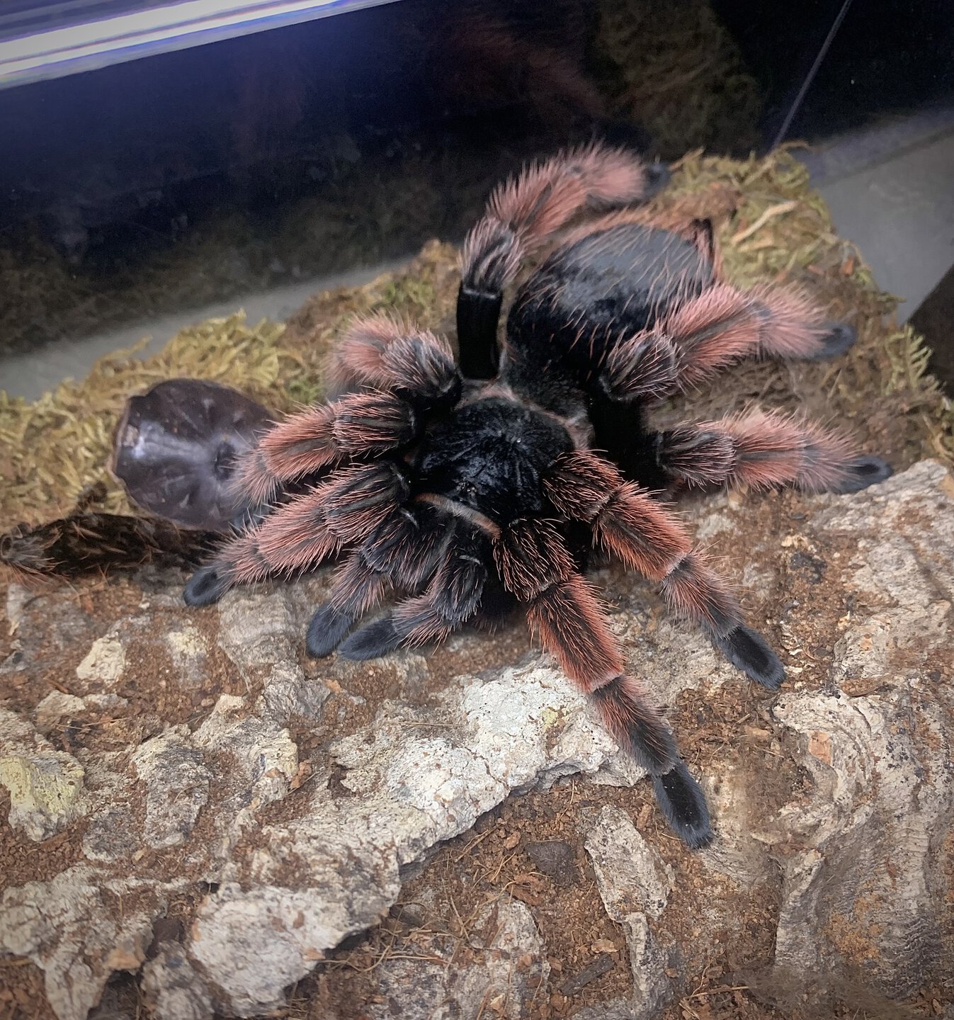 Brachypelma klaasi
