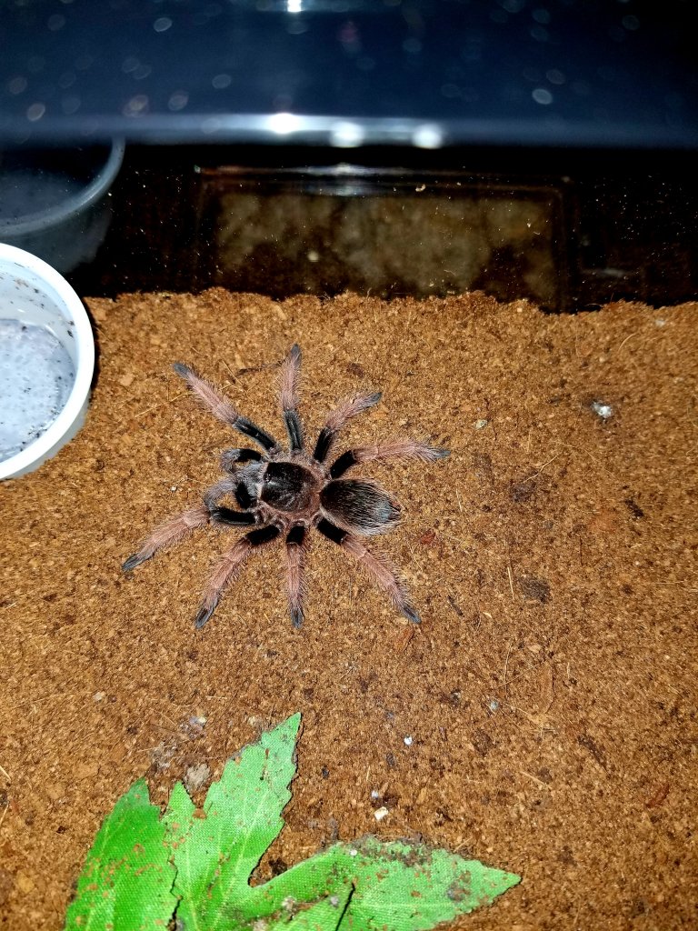 Brachypelma klassi