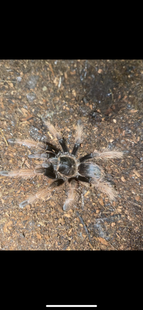 Brachypelma Klassi