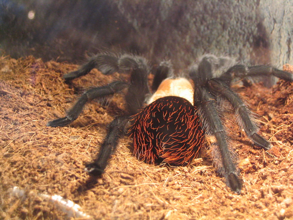 Brachypelma Ruhnaui