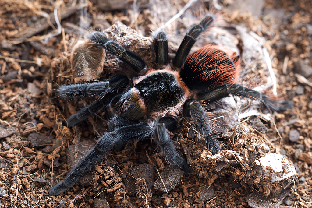 Brachypelma sabulosum Mature Female