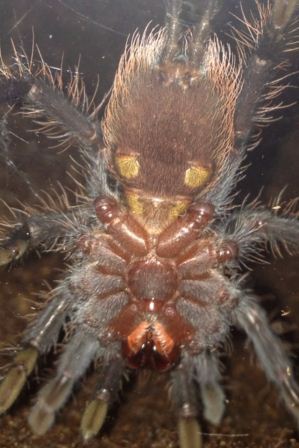 Brachypelma sabulosum