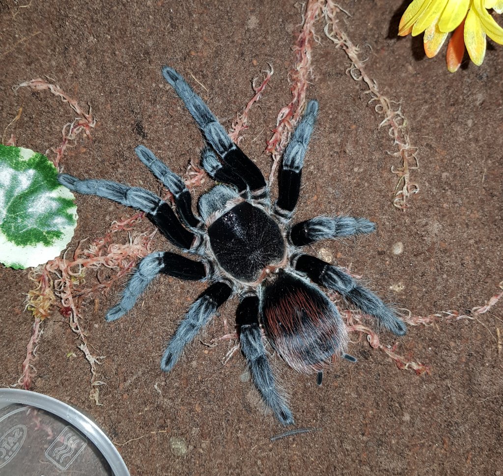 Brachypelma Sabulosum