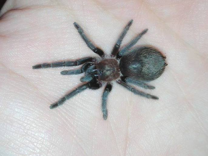 Brachypelma schroederi -> juvenile