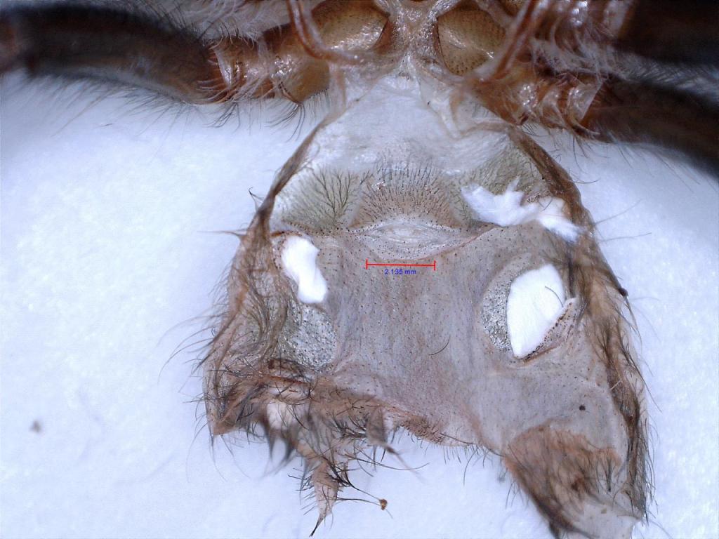 Brachypelma schroederi