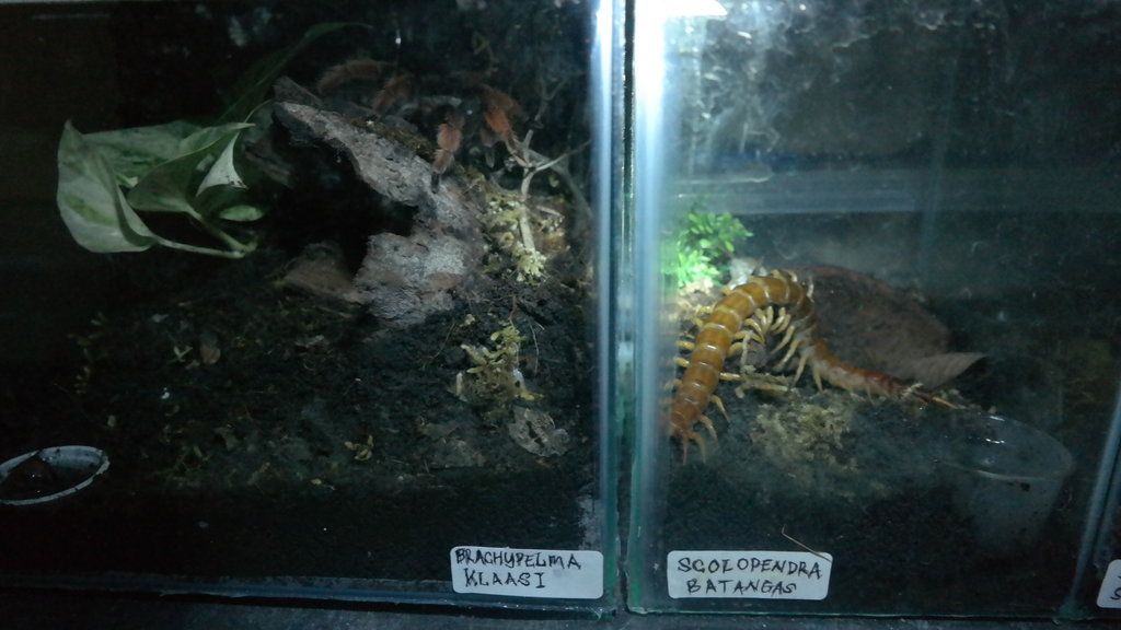 Brachypelma & Scolopendra