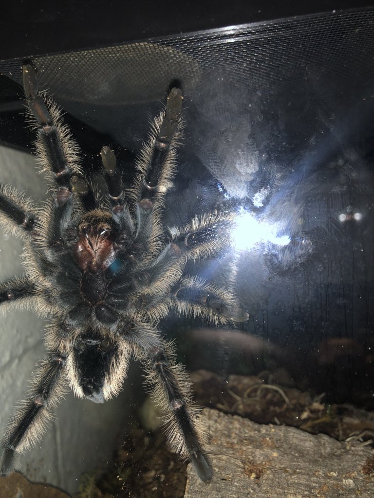 brachypelma sexing help!