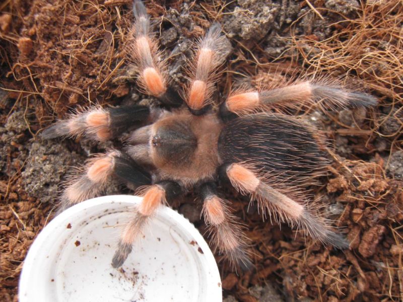 Brachypelma smithi 2-inch post-molt