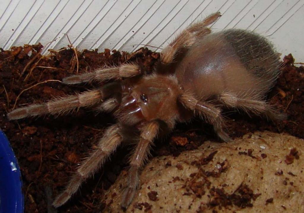 Brachypelma Smithi 2"