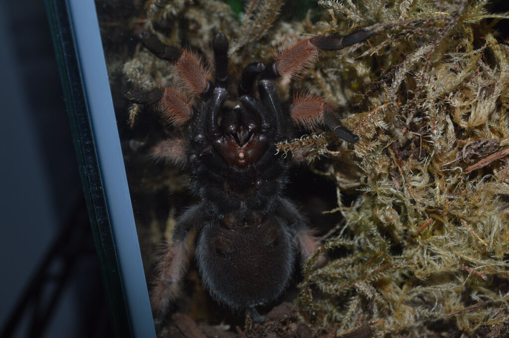 Brachypelma smithi 3"