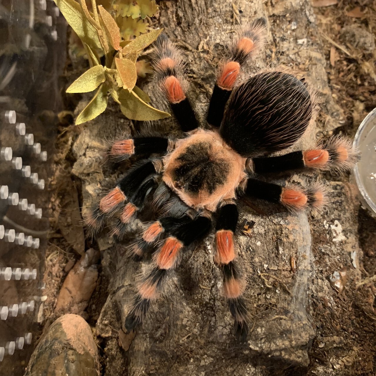 Brachypelma smithi AF