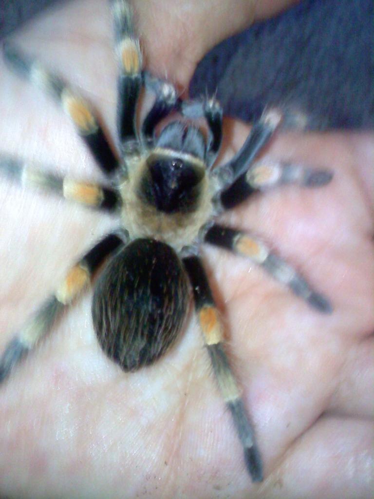 Brachypelma smithi (Desiderio)