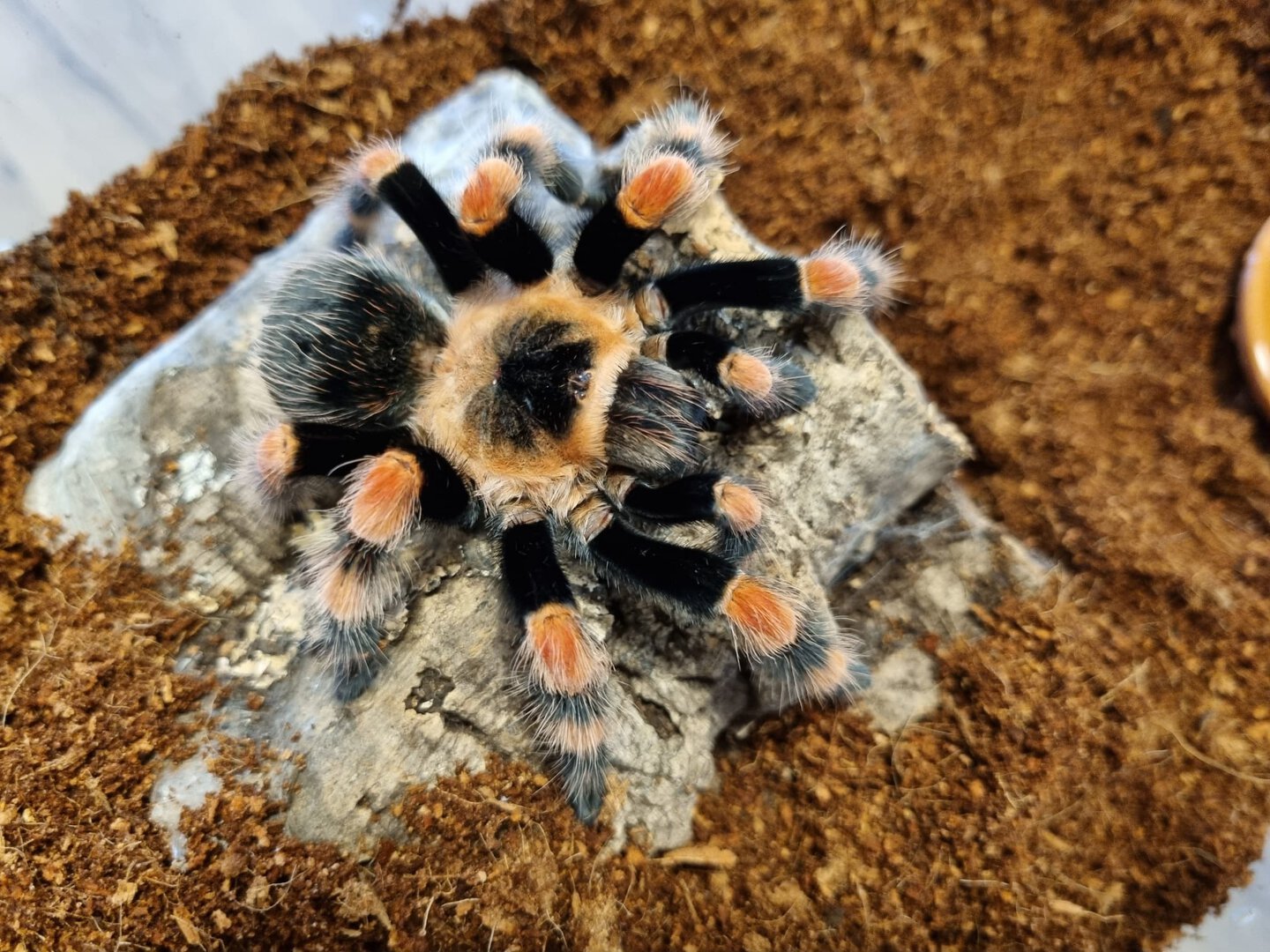 Brachypelma smithi (ex annitha) adult female