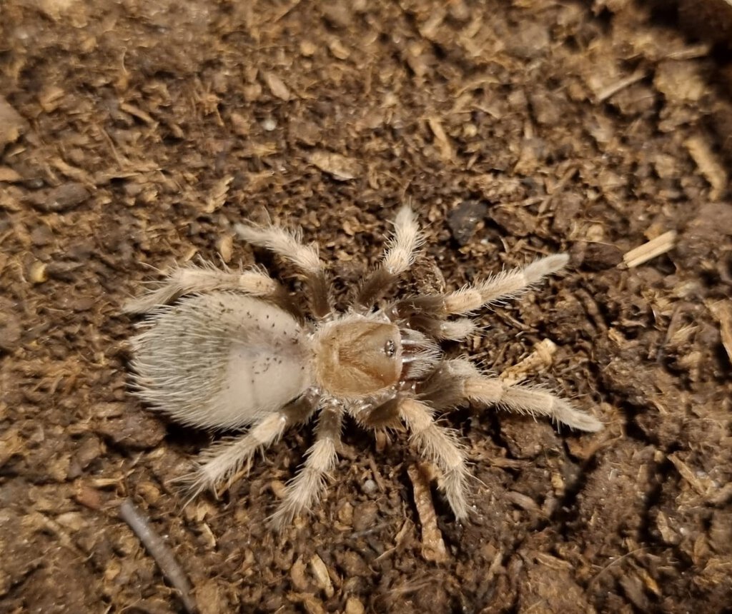 Brachypelma smithi (ex annitha) sling