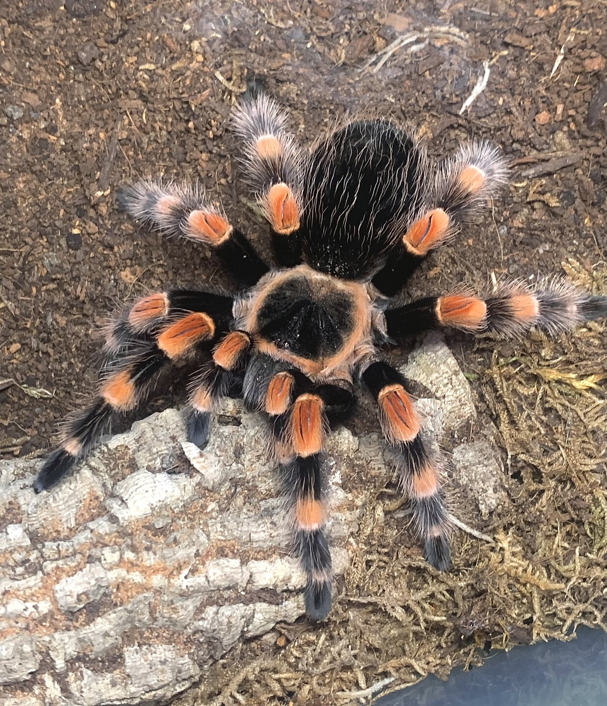 Brachypelma smithi (ex annitha)