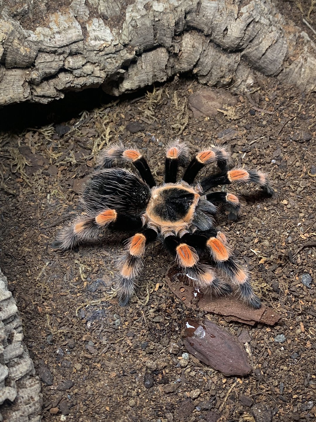 Brachypelma smithi (ex annitha)