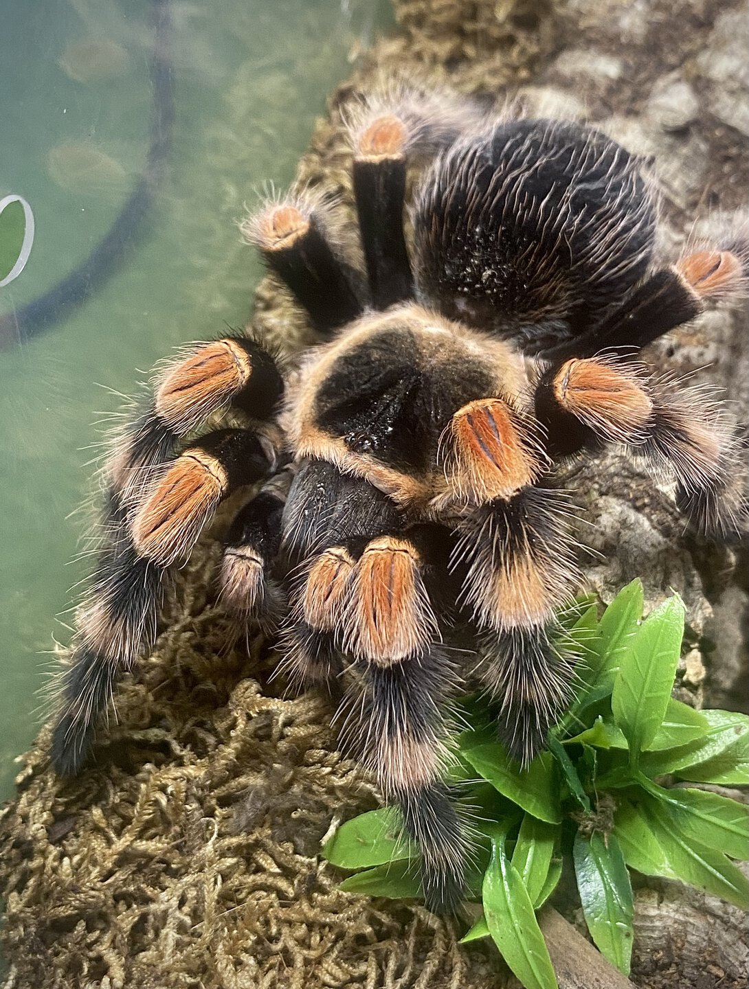 Brachypelma smithi (ex annitha)