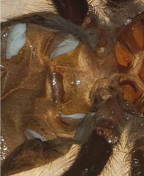 Brachypelma Smithi Exuviae 2.jpg