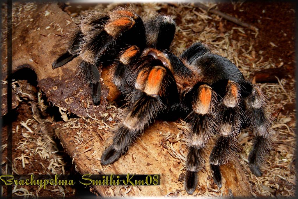 Brachypelma smithi female sub