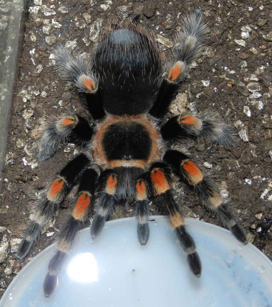 Brachypelma smithi female