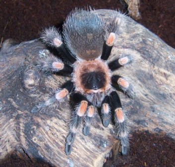 Brachypelma smithi(female)