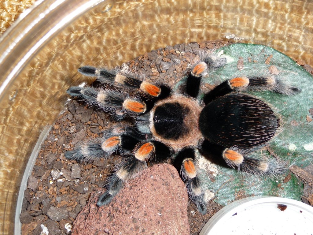 Brachypelma smithi-hamorii; 3.25 DLS; Molt Date 5-18-17