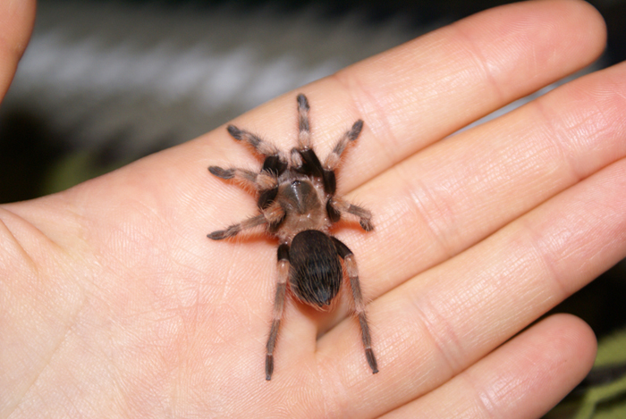 Brachypelma Smithi Juvenile