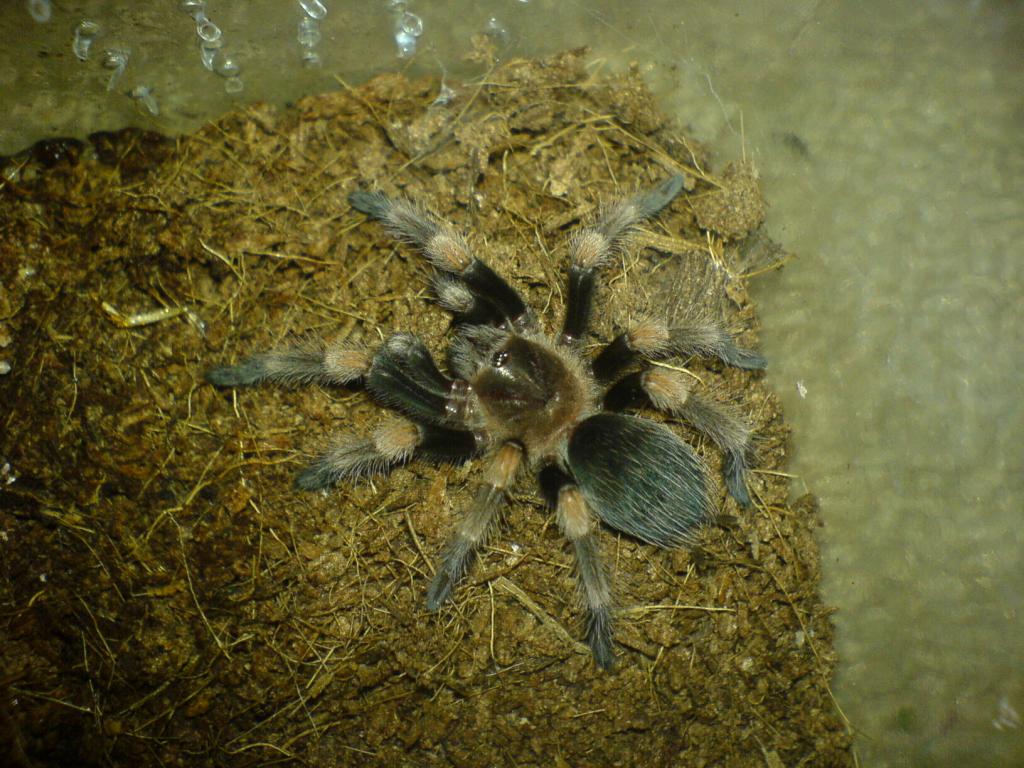 Brachypelma smithi juvenile