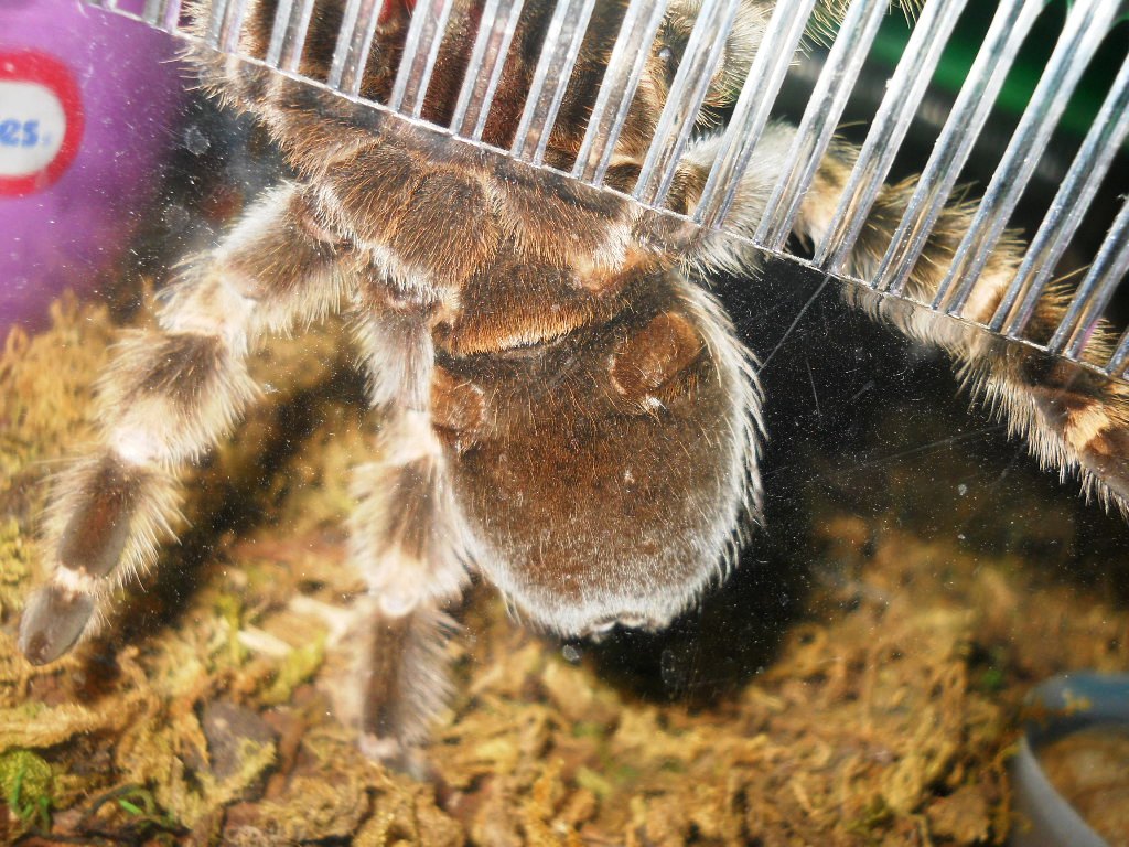 Brachypelma Smithi.. M/f??