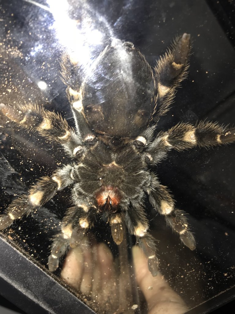 Brachypelma smithi M or f 2nd one?