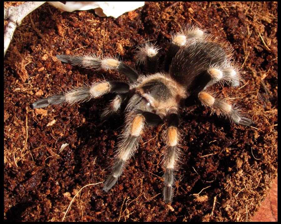 Brachypelma Smithi - Mah Baby!